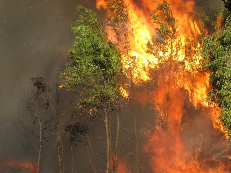 feu de forêt à cause du climat sec et chaud dans l'outback australien