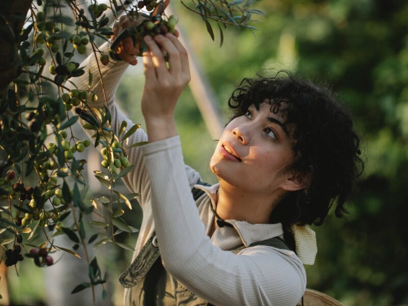 travail saisonnier en Ausralie en fruit picking