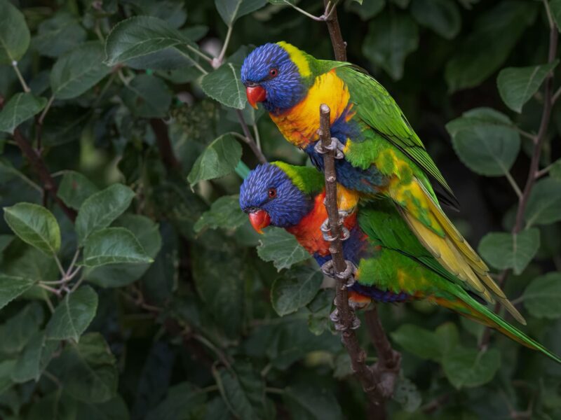 Loriquet arc-en-ciel, un oiseau endémique de l'Australie