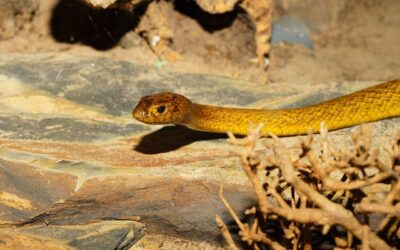 L’animal le plus dangereux du monde : découvrez-le en Australie !