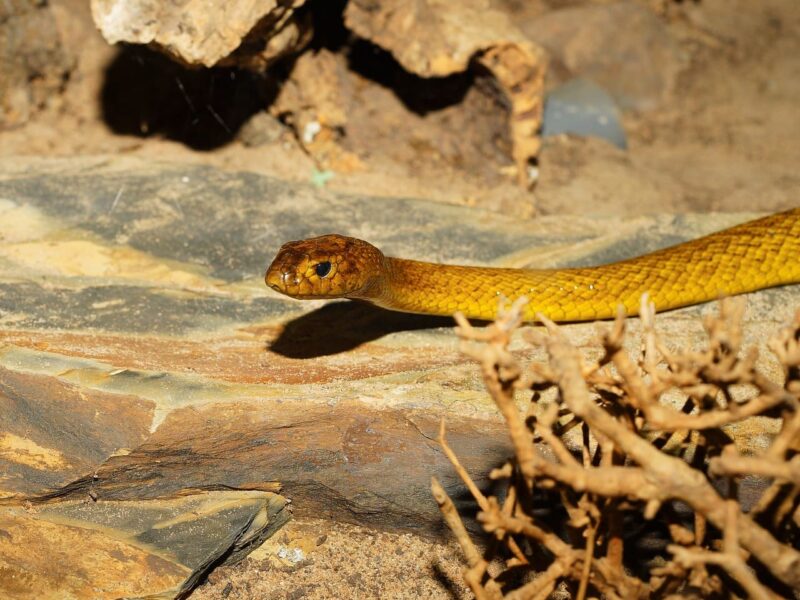 serpent australien appelé taïpan du désert