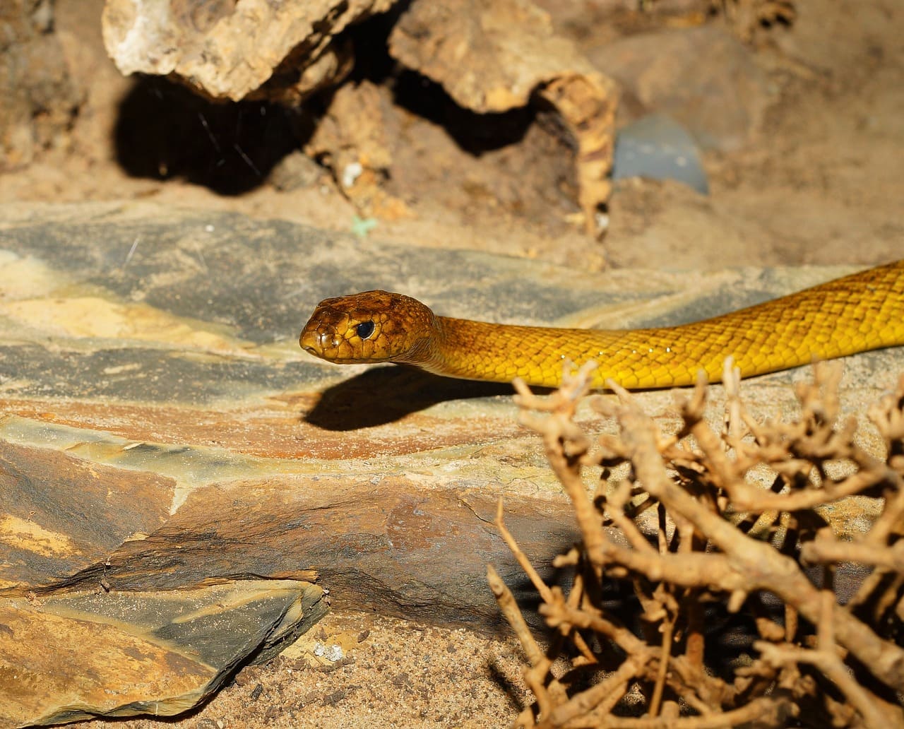 taïpan du désert ou taïpan de l'intérieur, le serpent le plus venimeux en Australie