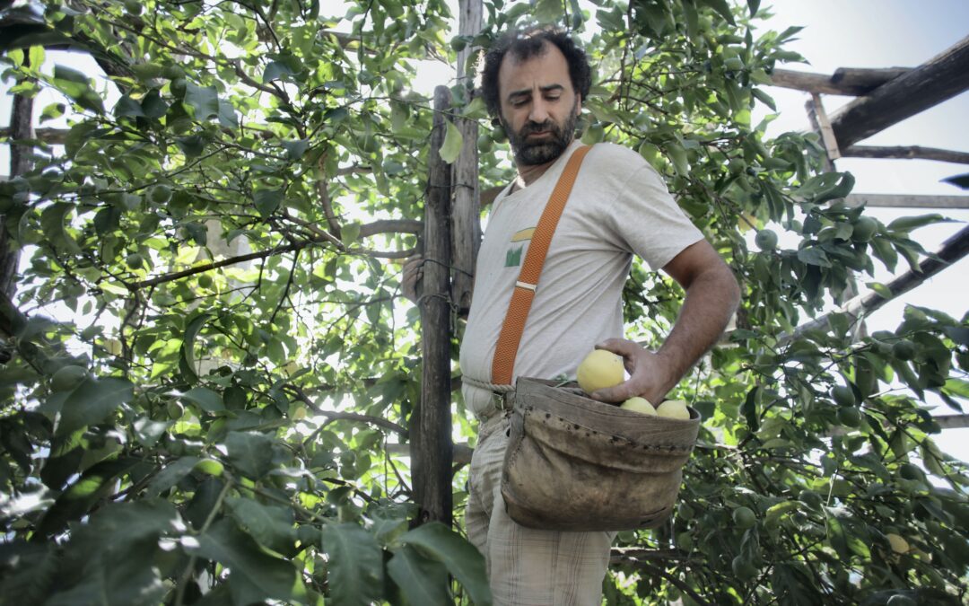 trouver du travail avec le fruit picking lors de son voyage en australie