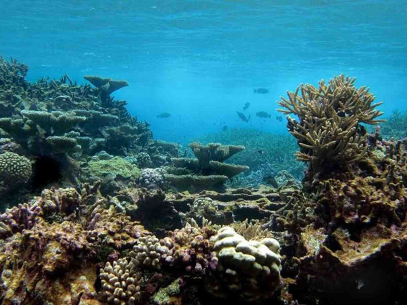 Nouvelle-Zélande barrière corail