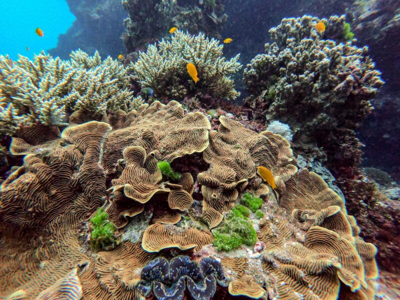 Grande barrière de corail en Australie