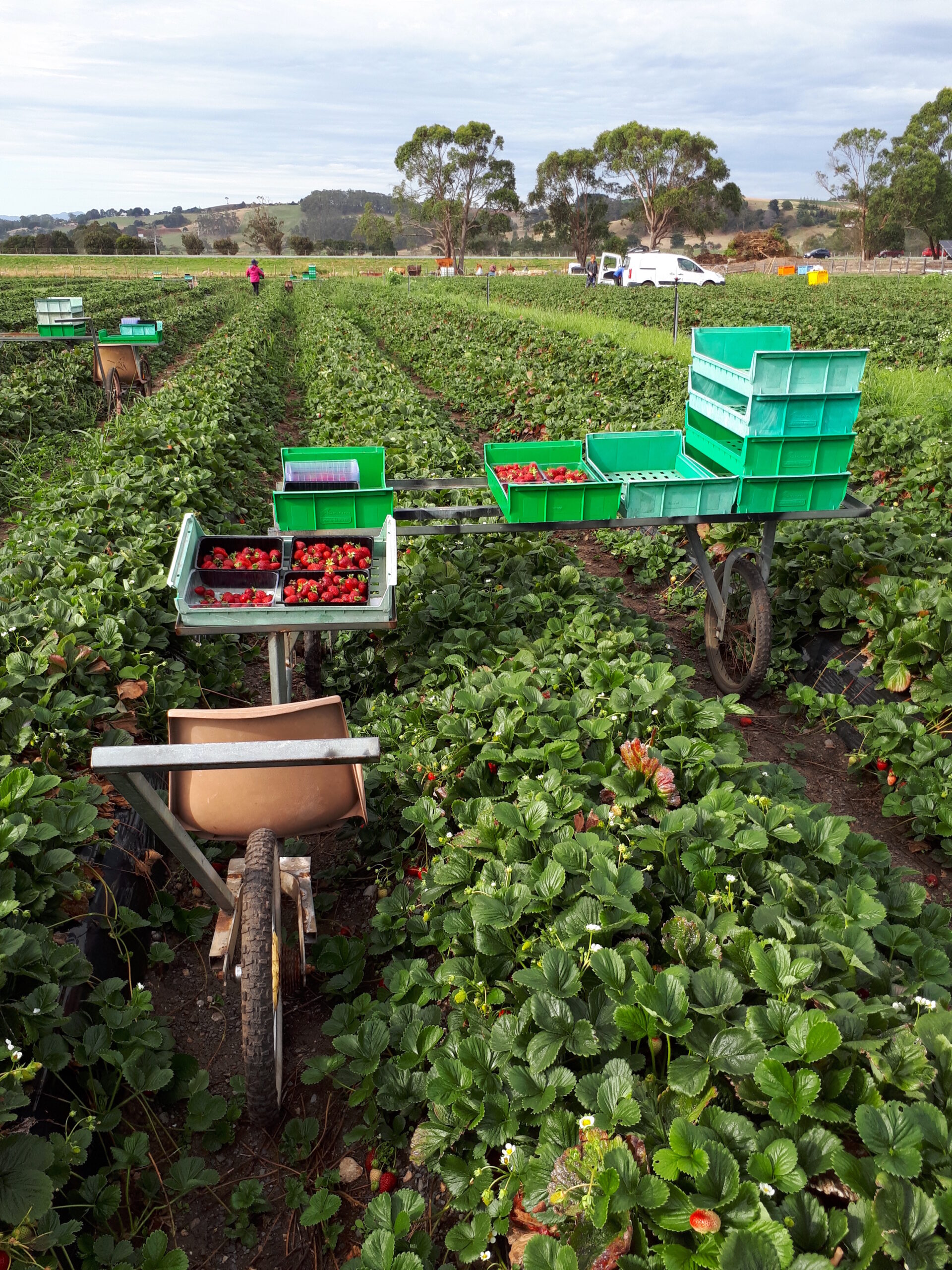 Ferme de fraises en Tasmanie