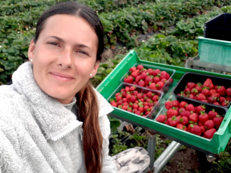 ferme de fraises en Tasmanie