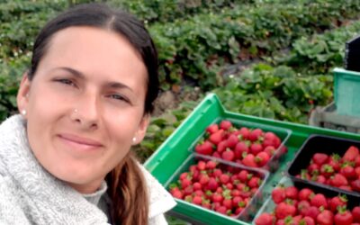 Travailler dans une ferme de fraises en Tasmanie