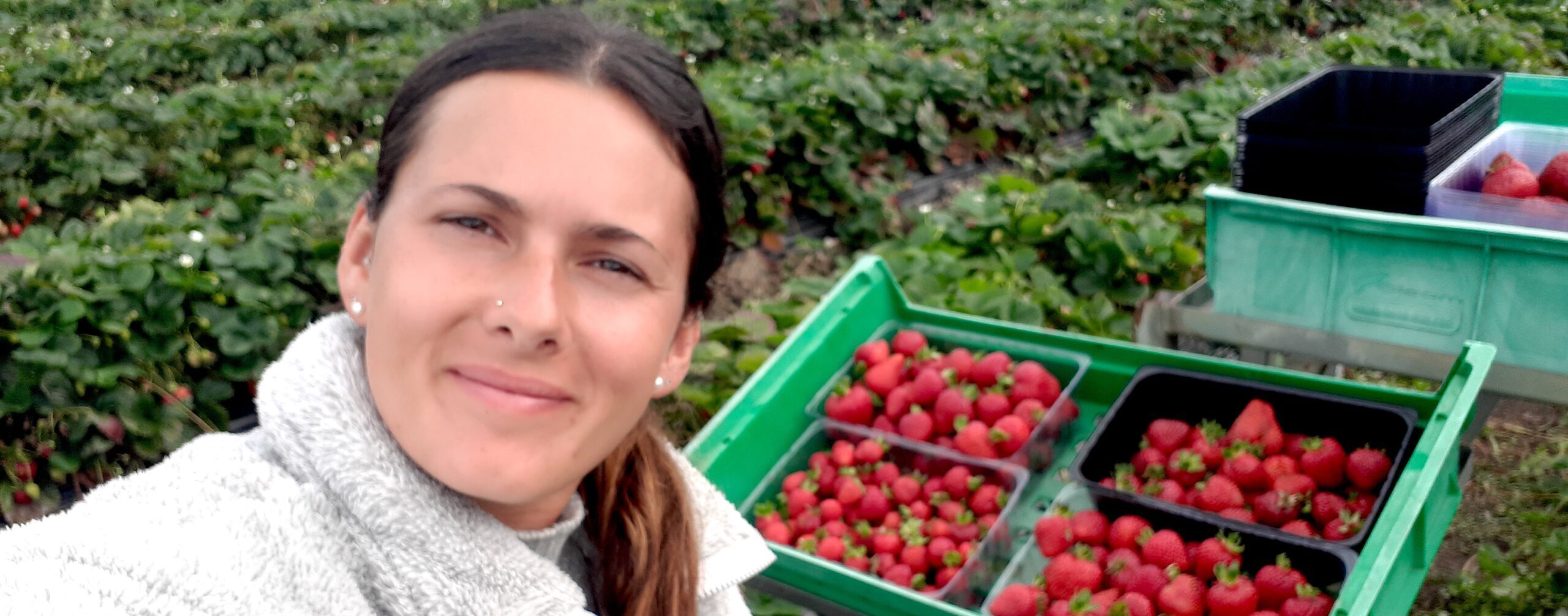 Ferme de fraises en Tasmanie