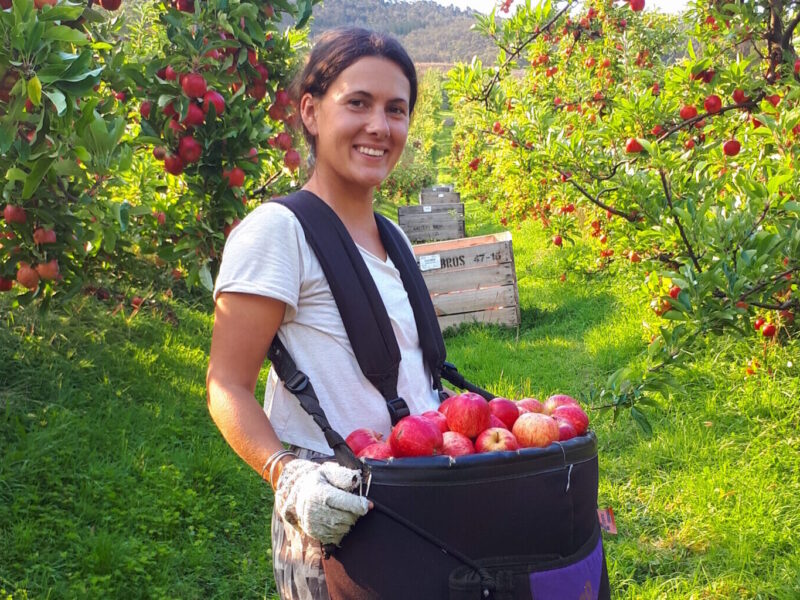 picking de pomme en Australie