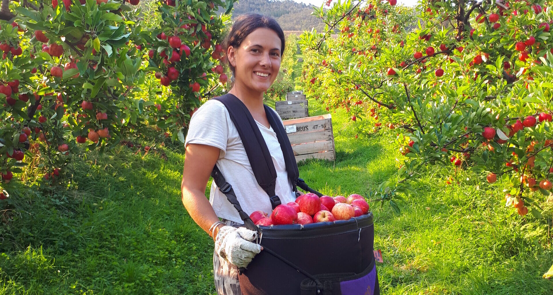 picking de pomme en Australie