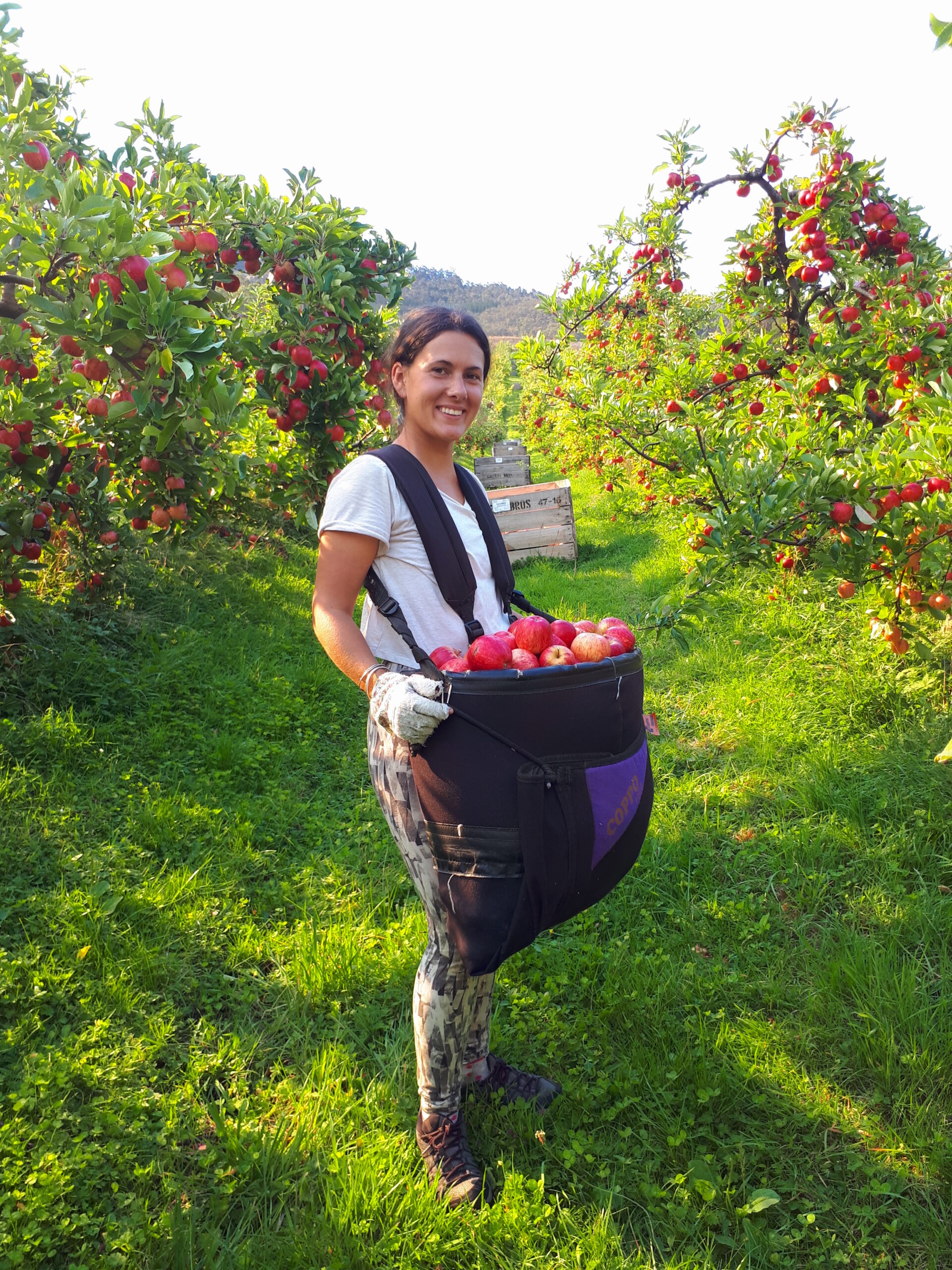 picking de pomme en Australie