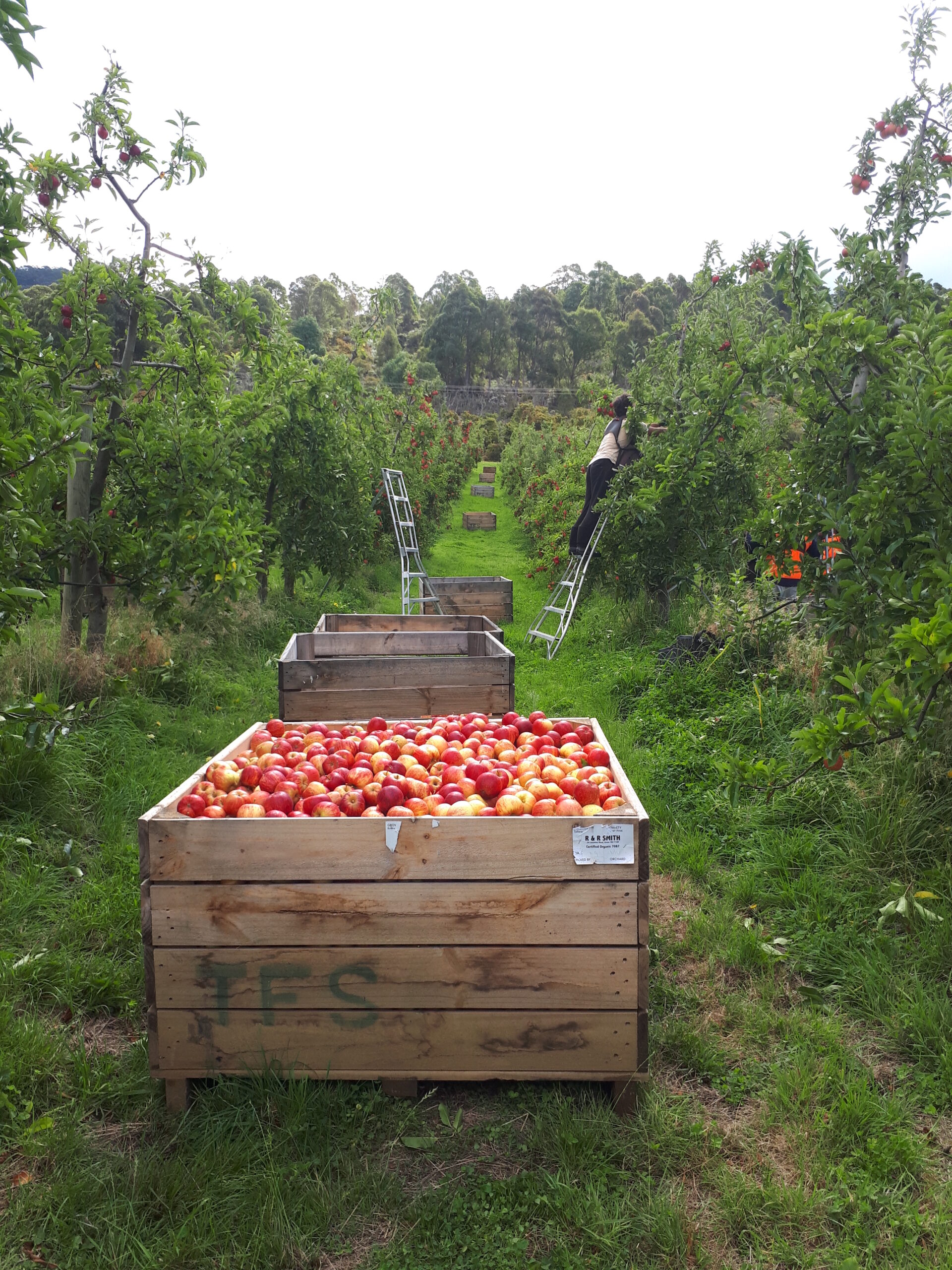 picking de pommes en Tasmanie