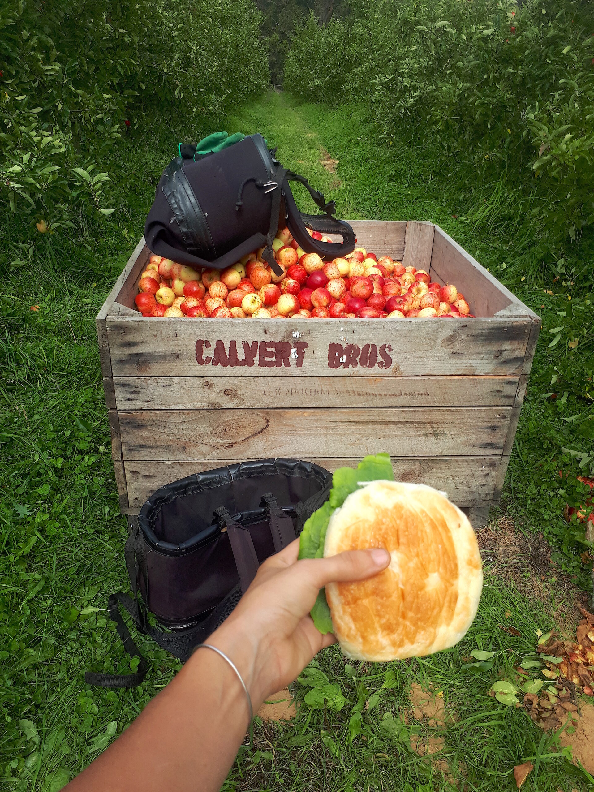 picking de pommes en Tasmanie