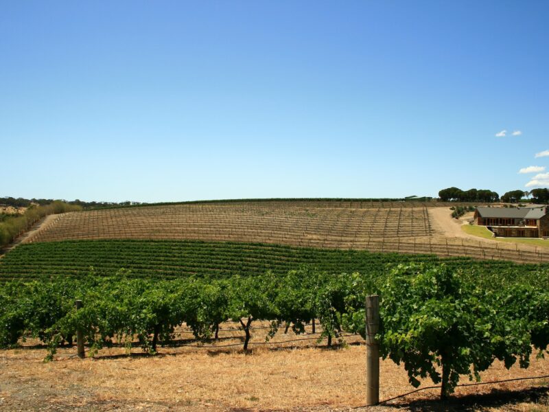 Commencer son PVT à Adelaide : les vignes de la Barossa Valley en Australie