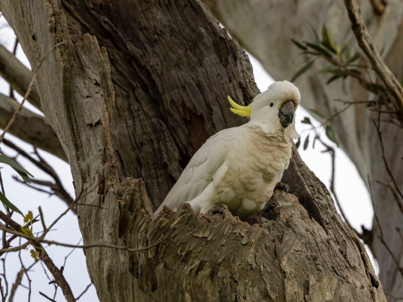 Cacatoès dans les Adelaide Hills