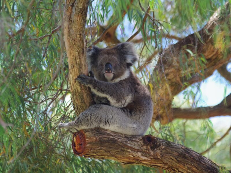 Koala dans la Barossa Valley à Adelaide