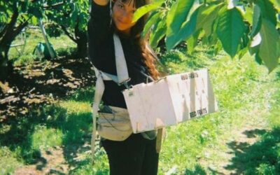 Travailler dans le picking de cerises en Tasmanie (Australie)