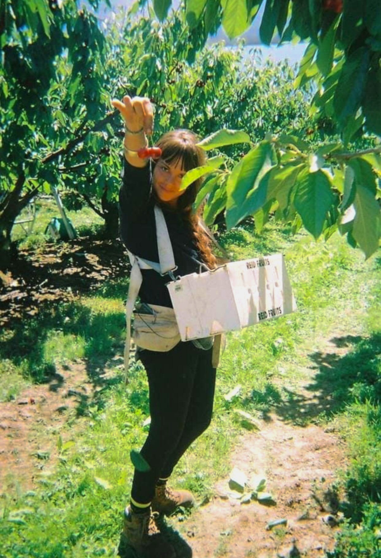 Caroline backpacker picking de cerises en Tasmanie