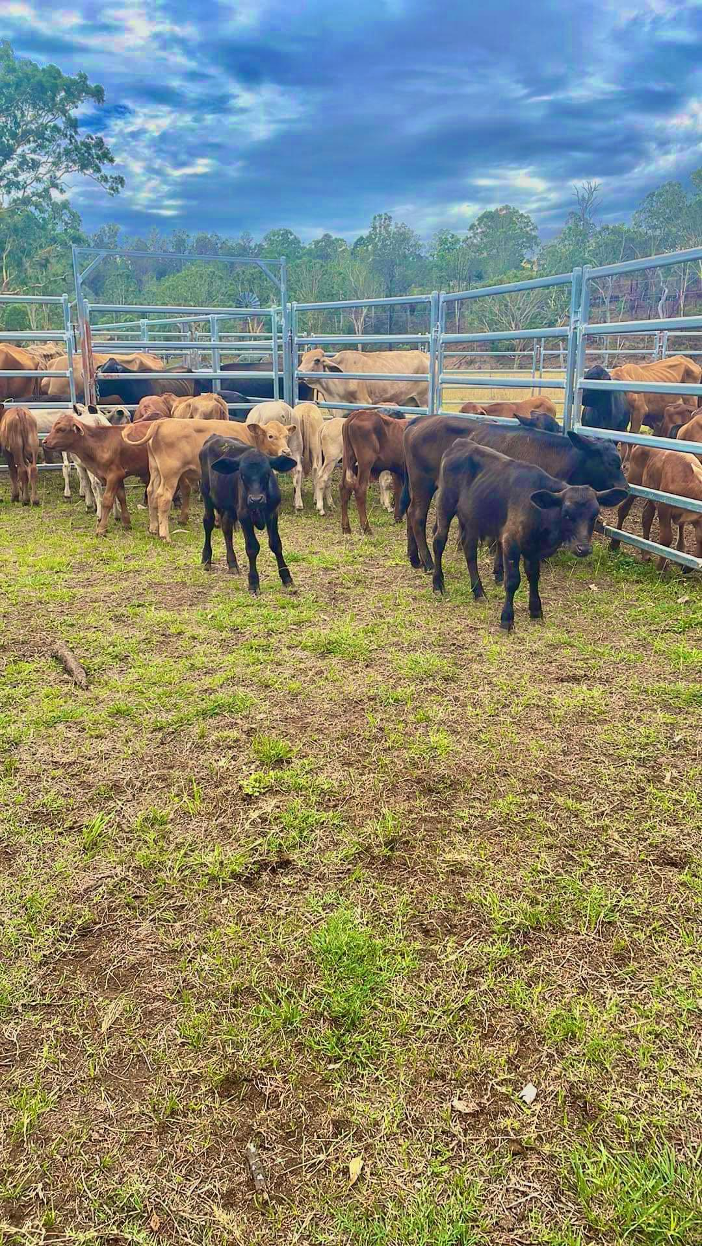 Cattle Station Australie