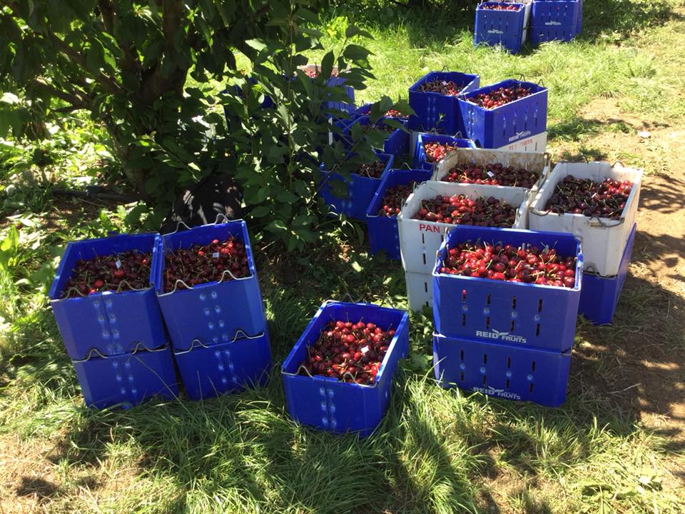 Cherries lugs picking Tasmanie