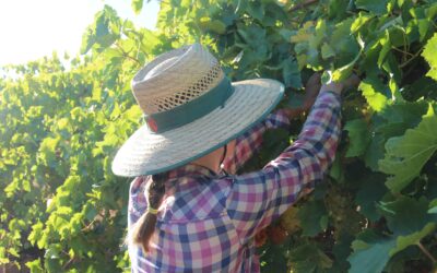 Les différents types de job en ferme en Australie / Guide 2024