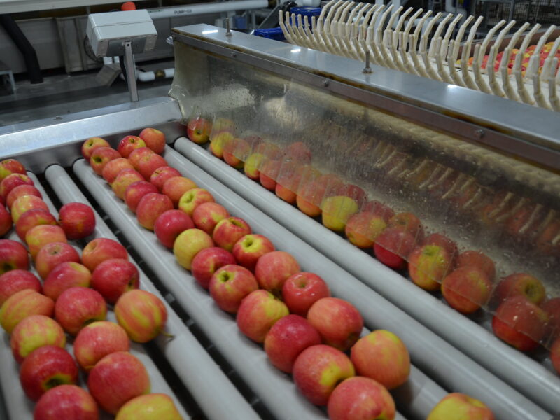 Packing de pommes en Australie