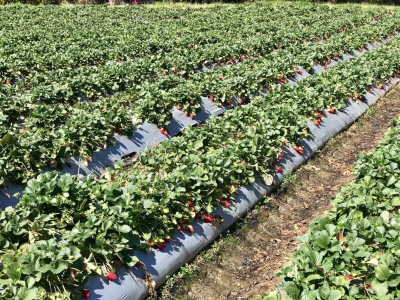 Picking de fraises en Australie