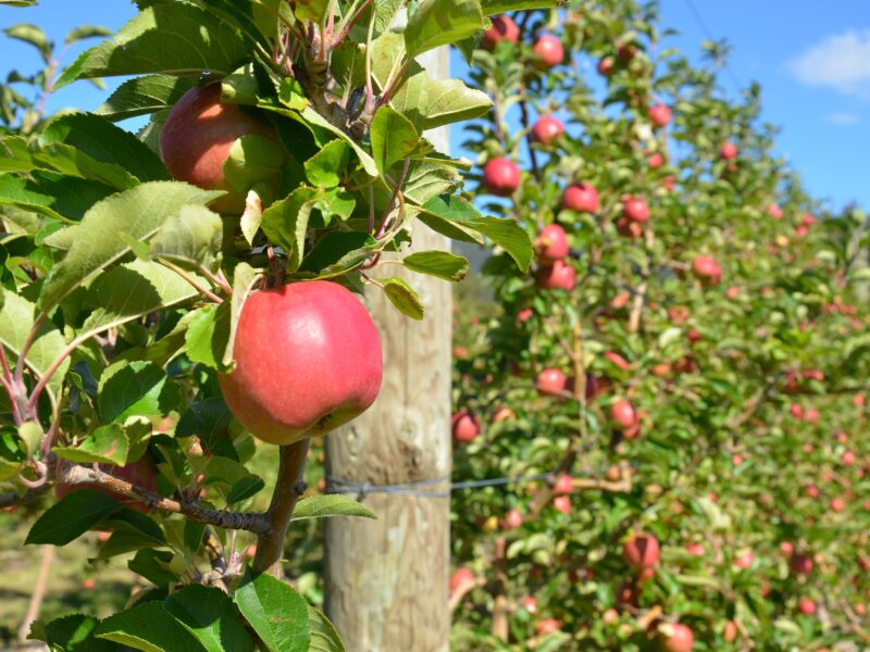 Picking de pommes en Australie.
