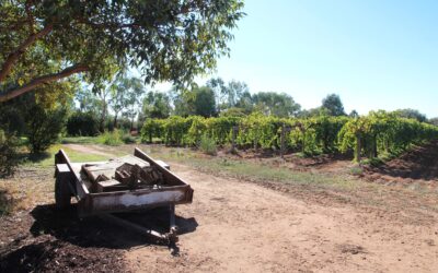 Salaire en fruit picking : à l’heure ou au rendement, lequel est le plus rentable ? Guide 2024