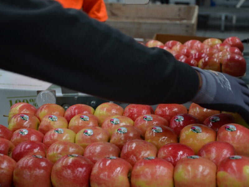 Packing de pommes en Australie payé à l'heure