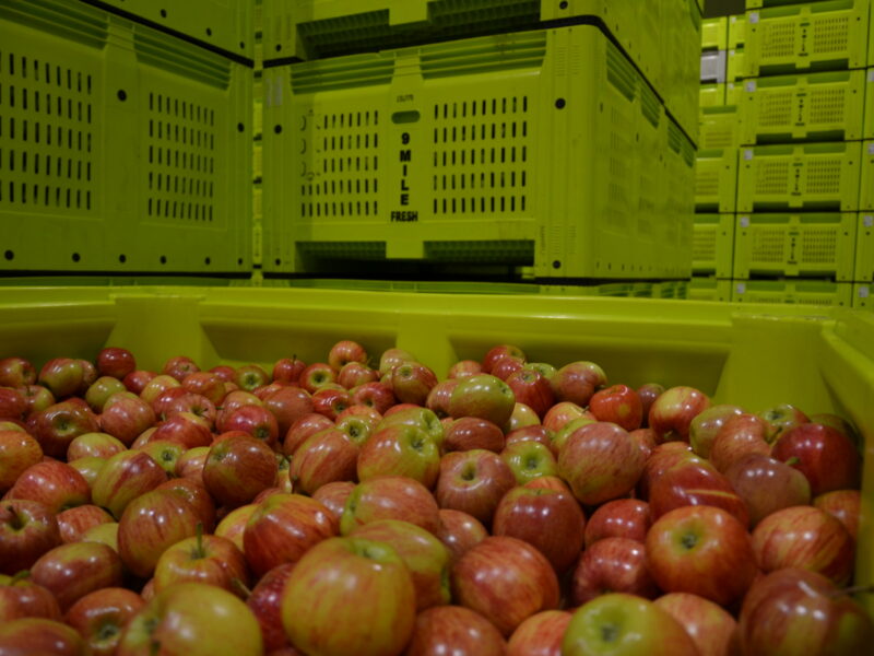 Picking de pommes en Australie payé à l'heure