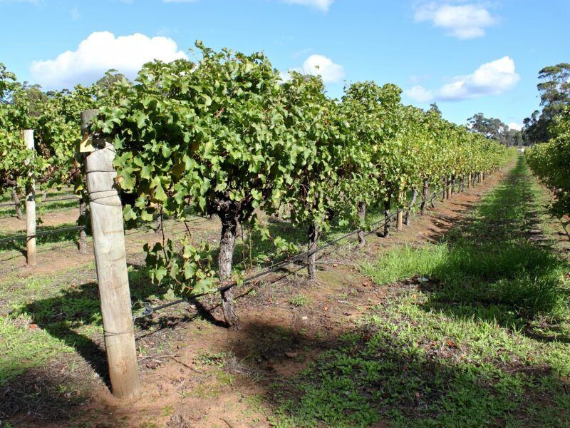 Vignes à Margaret River en Australie