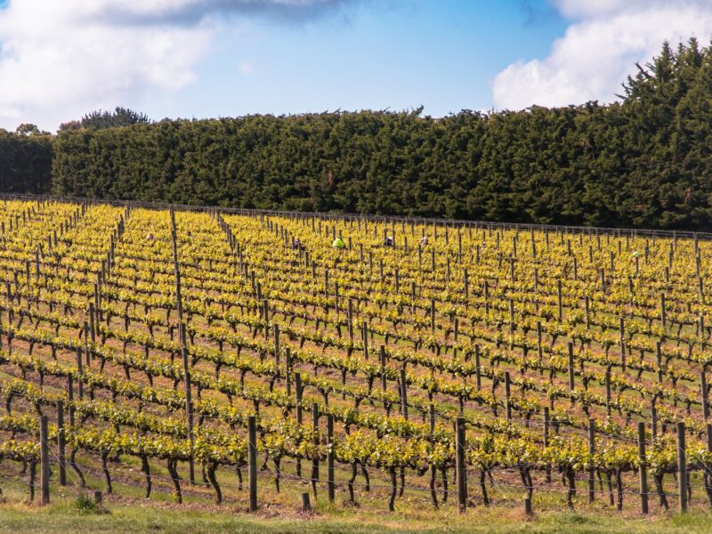 Trouver du travail en fruit picking dans un vignoble en Australie