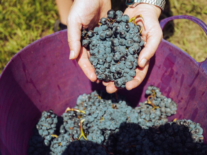 Picking de raisin en Australie