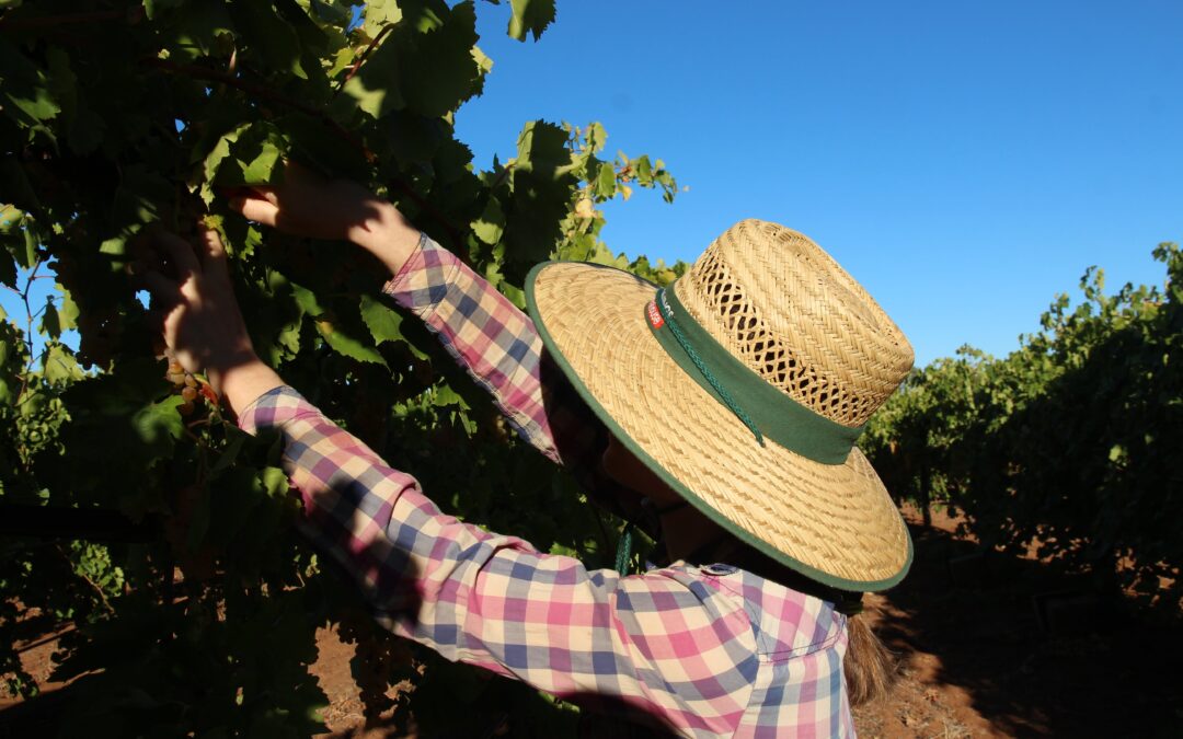 Trouver du travail en ferme en Australie : les erreurs à éviter