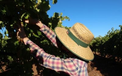 Trouver du travail en fruit picking : les erreurs à éviter