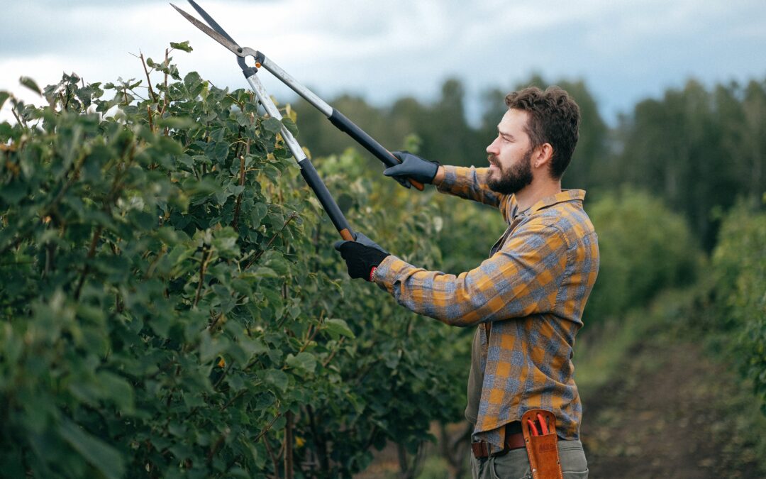 Faire du WWOOFing lors d’un PVT en Nouvelle-Zélande : le guide complet