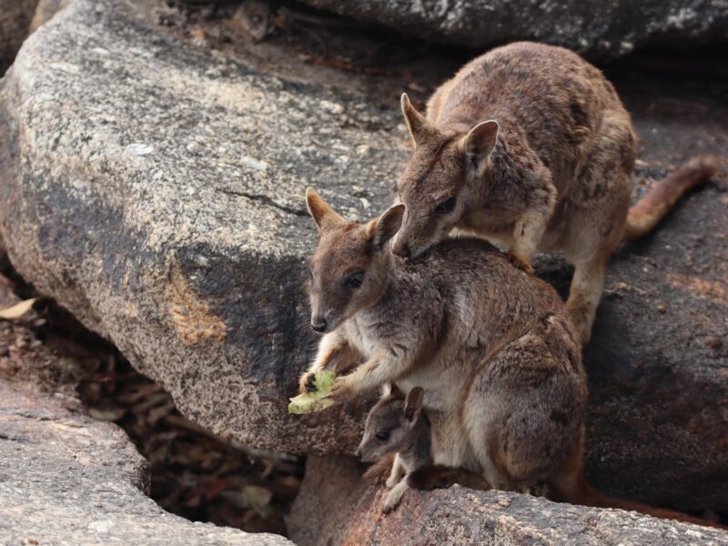 Une famille de wallabies à Granite Gorge