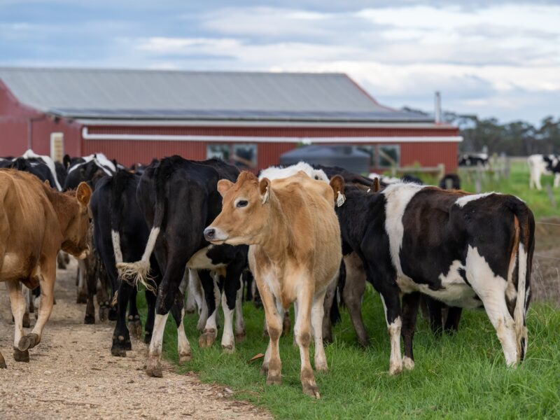 Travailler dans une ferme laitière