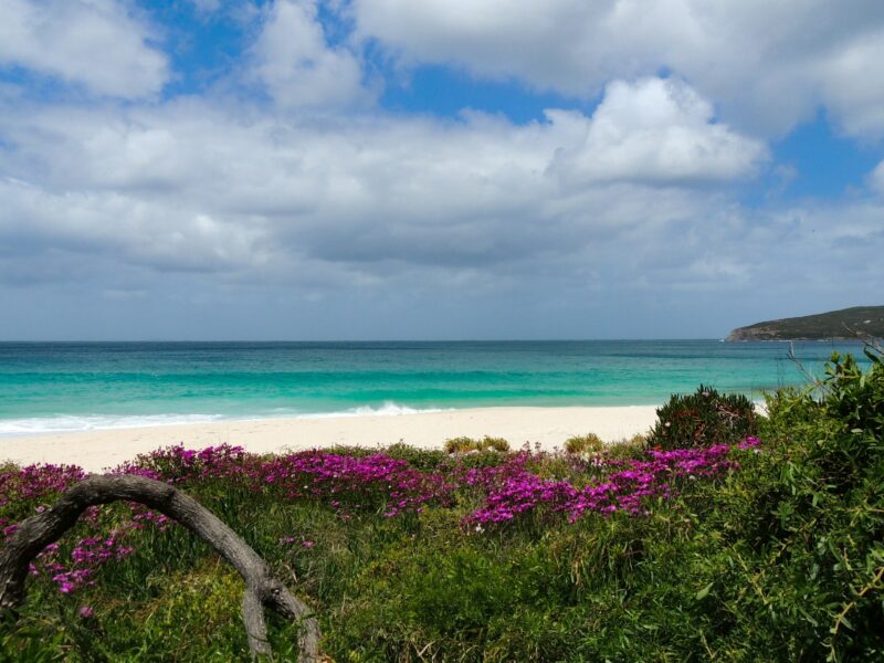 Fleurs sauvages au printemps en Australie Occidentale