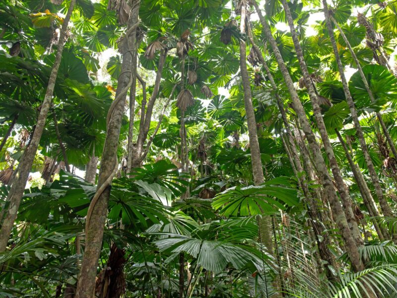 Forêt Tropicale de Daintree dans le Queensland