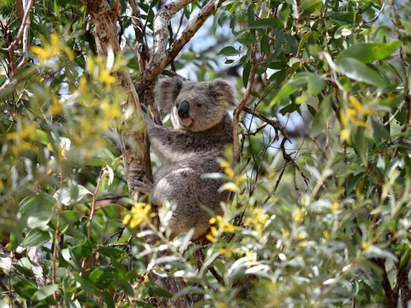 Un koala sur le sentier de randonnée de Forts Walk