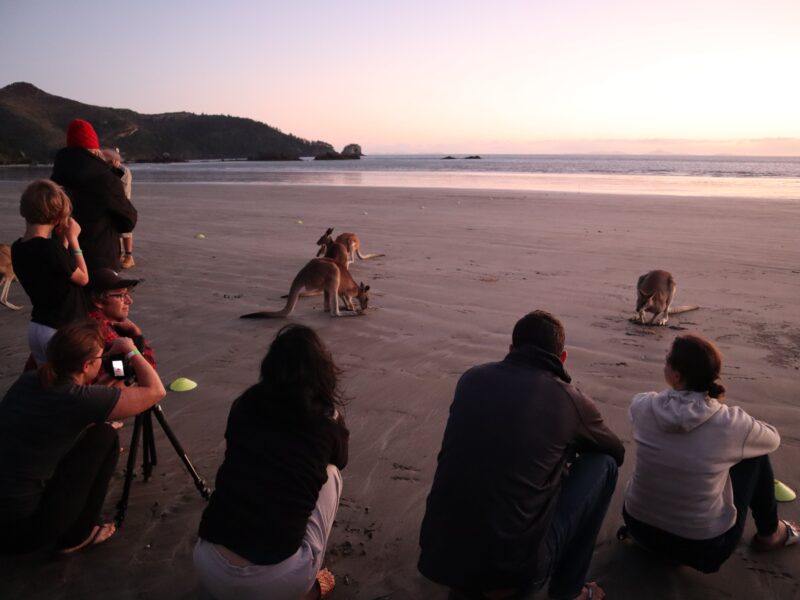 Foule de touristes sur la plage de Cape Hillsborough