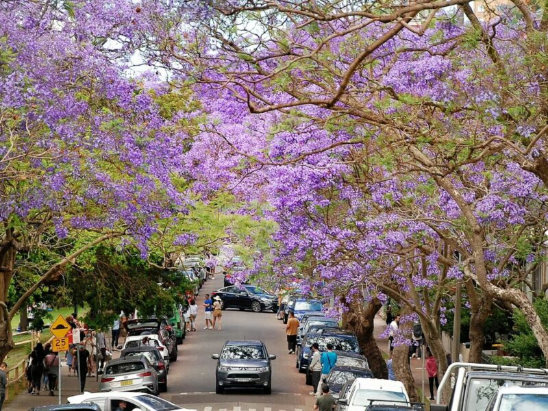 Jacarandas en fleur à Sydney au printemps