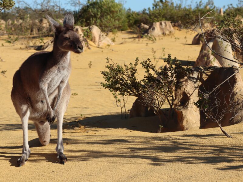 Kangourou dans le désert des Pinnacles en Australie