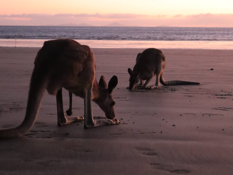 Les kangourous sur la plage de Cape Hillsborough au lever du soleil