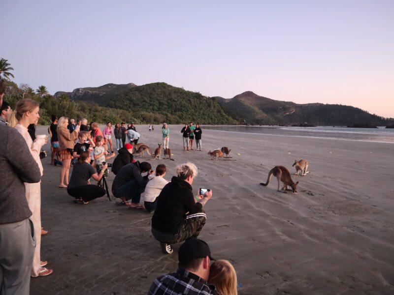 Voir des kangourous sur la plage de Cape Hillsborough : une attraction touristique