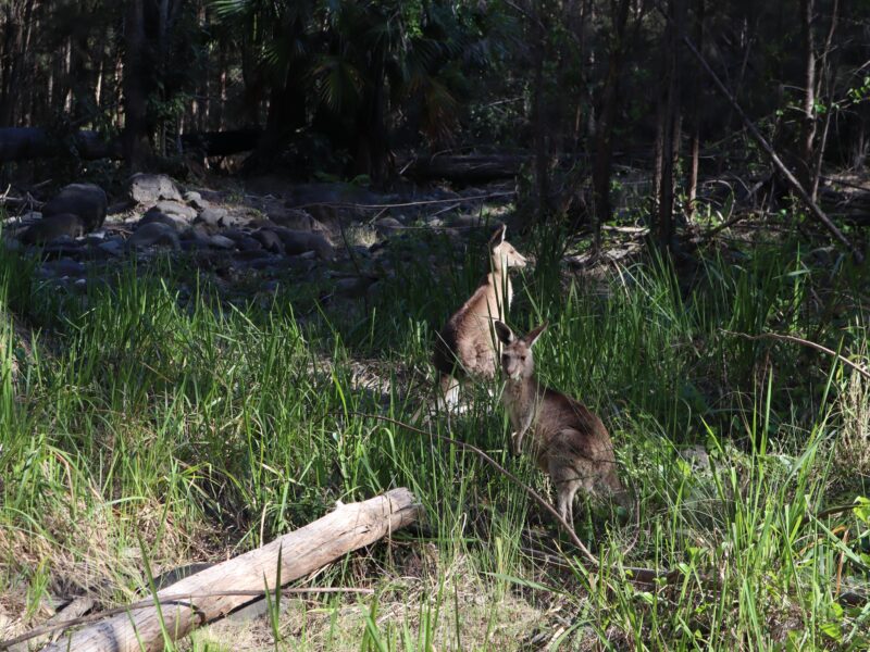 Kangourous dans le parc de Carnarvon Gorge