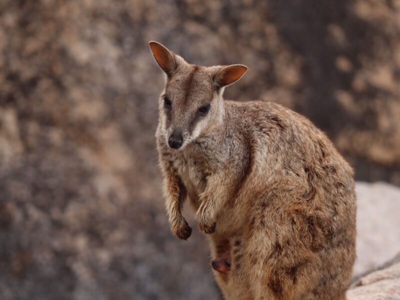 Une mère wallaby et son bébé à Magnetic Island